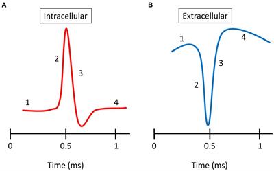 Characterization of extracellular spike waveforms recorded in wallaby primary visual cortex